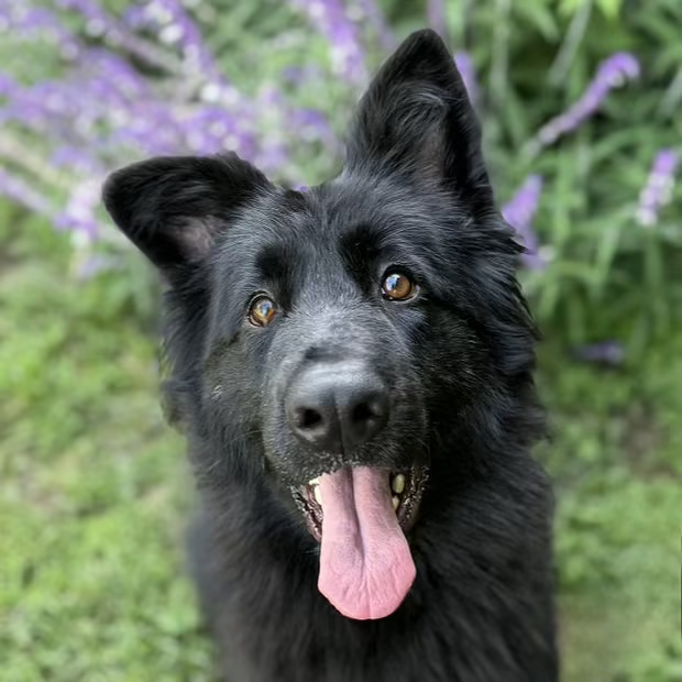 AMARA
